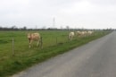 vaches randonneuses